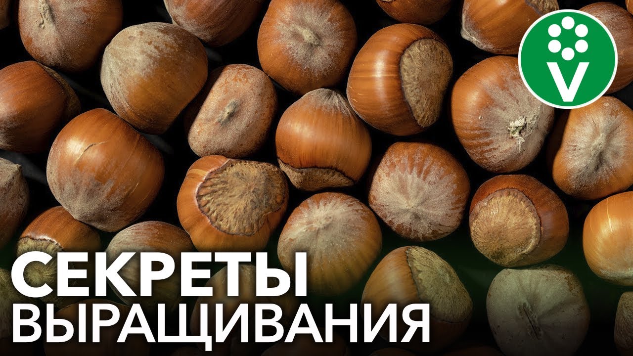 ФУНДУК НА ВАШЕМ УЧАСТКЕ? ЛЕГКО! Все о выращивании фундука