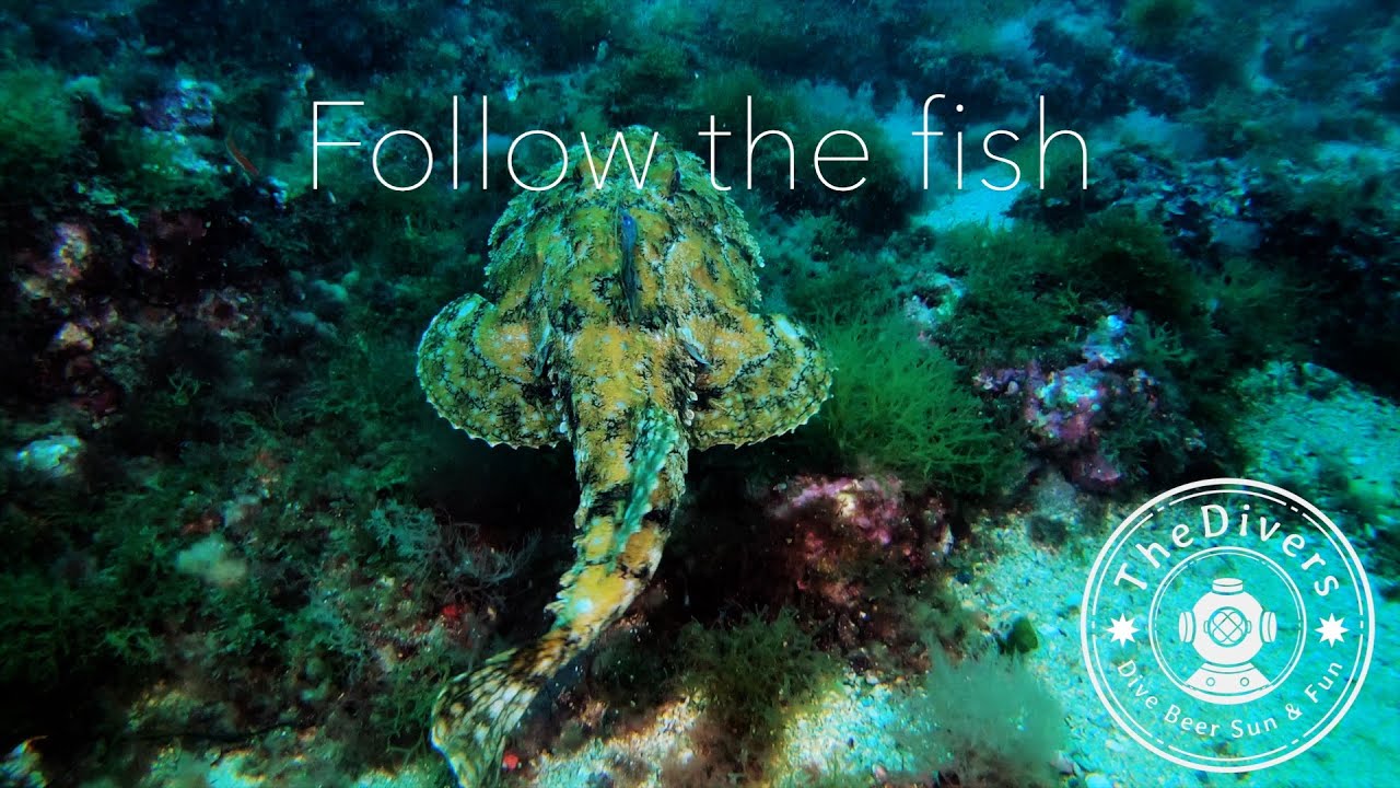 Follow the fish