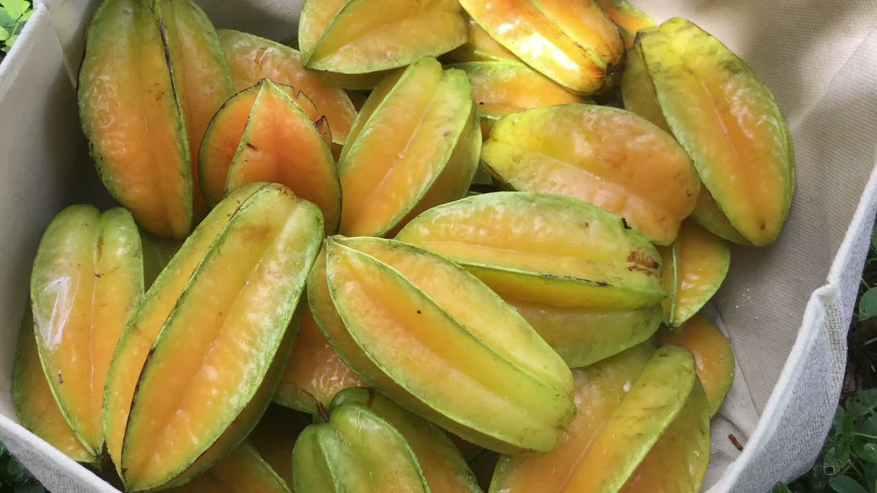 Planning A Tropical Fruit Grove