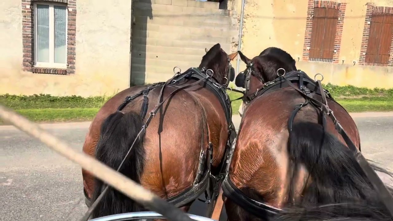 ATTELAGE - Balade immersive avec nos jeunes chevaux Franches-Montagnes