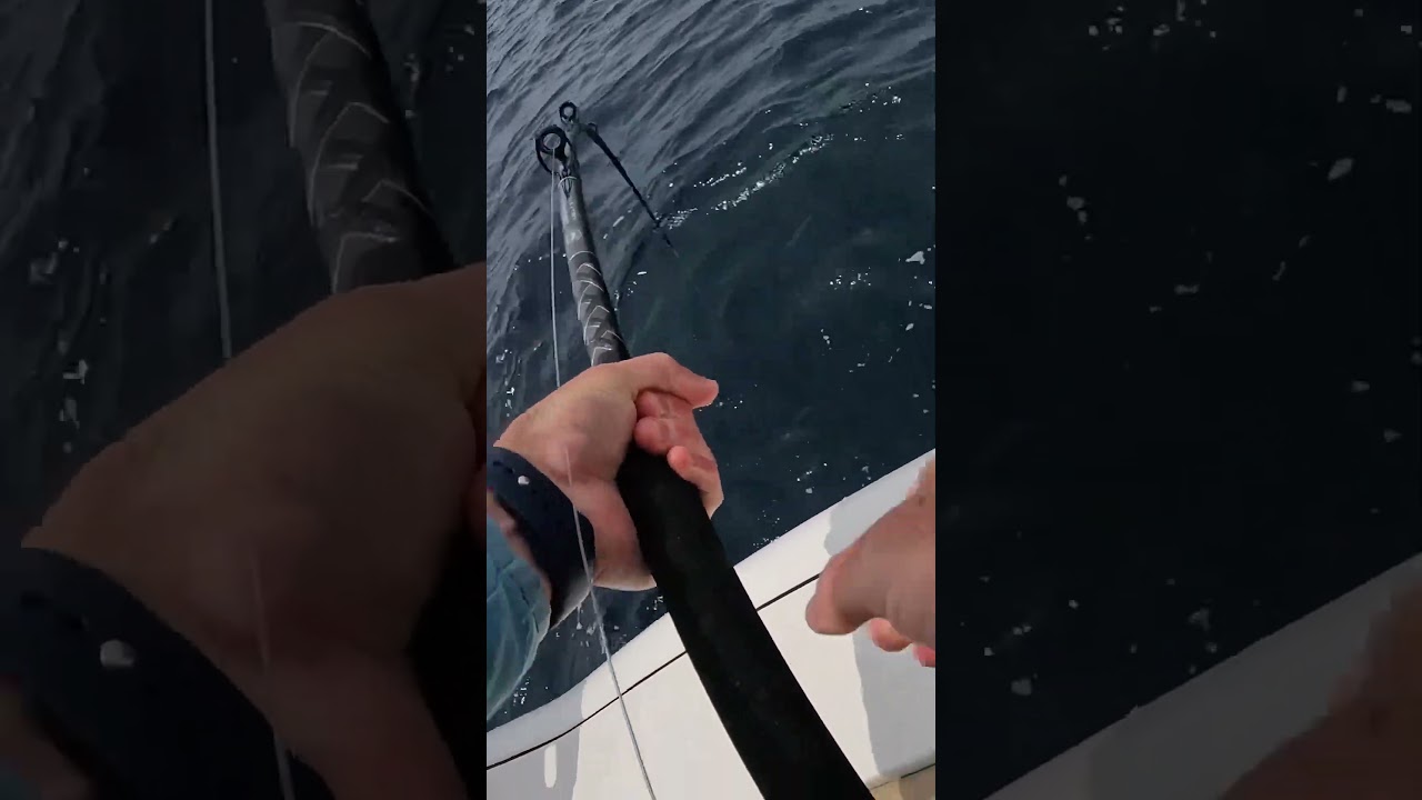 Using Big Live Bait to Catch Big Fish!  
