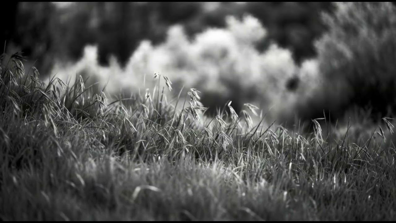 Родина - Acoustic Folk Rock
