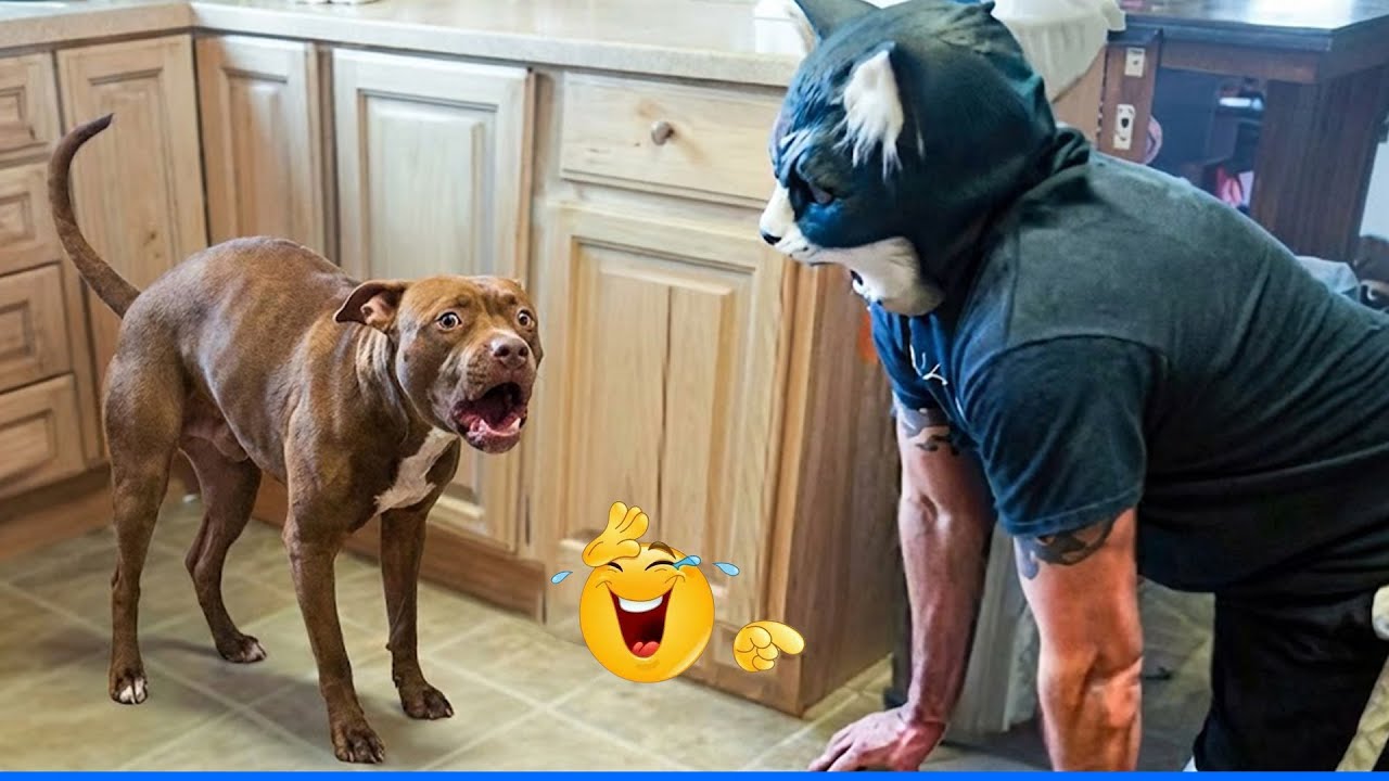 Try Not To Laugh Funny Cats and Dogs Videos 🤣🐶 The Funniest Cat & Dog Moments Compilation 🐾
