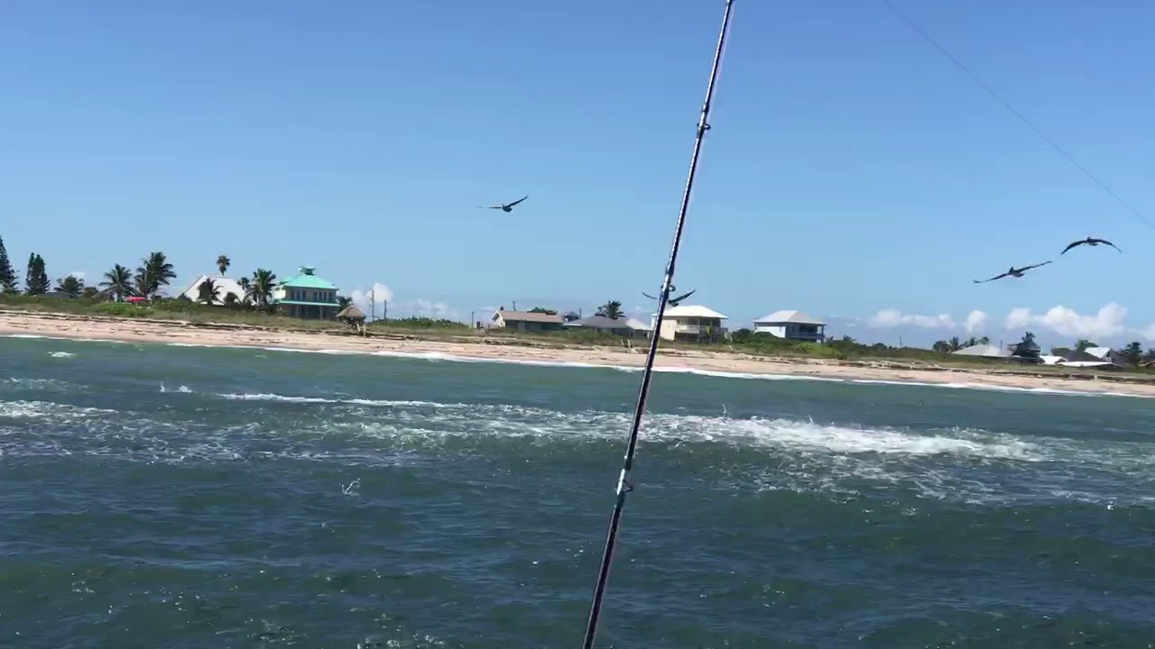 Fall Mullet Run - Sebastian Inlet (Oct. 2018)