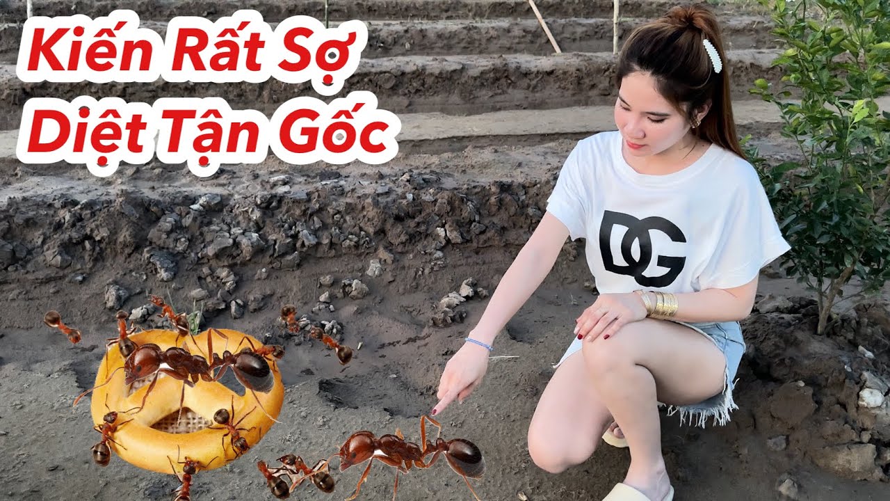 Kiến Rất Sợ Thứ Này, Chỉ Làm 1 Lần Diệt Kiến Tận Gốc, Cách Đuổi Kiến Ra Khỏi Nhà Siêu Nhanh