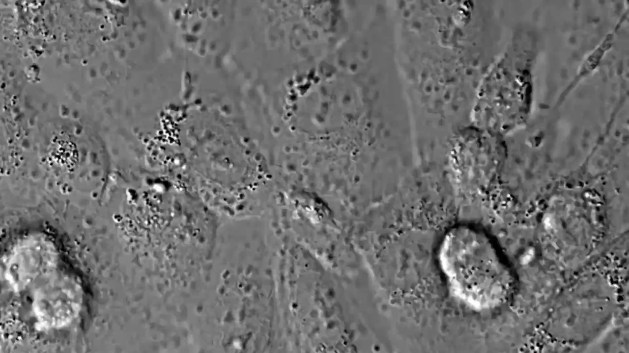How do cancer cells divide?