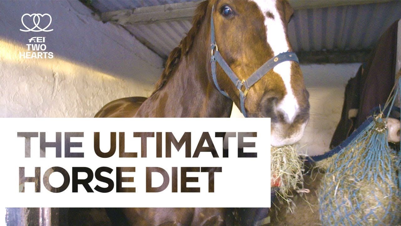 The Ultimate Horse Diet | Health & Fitness