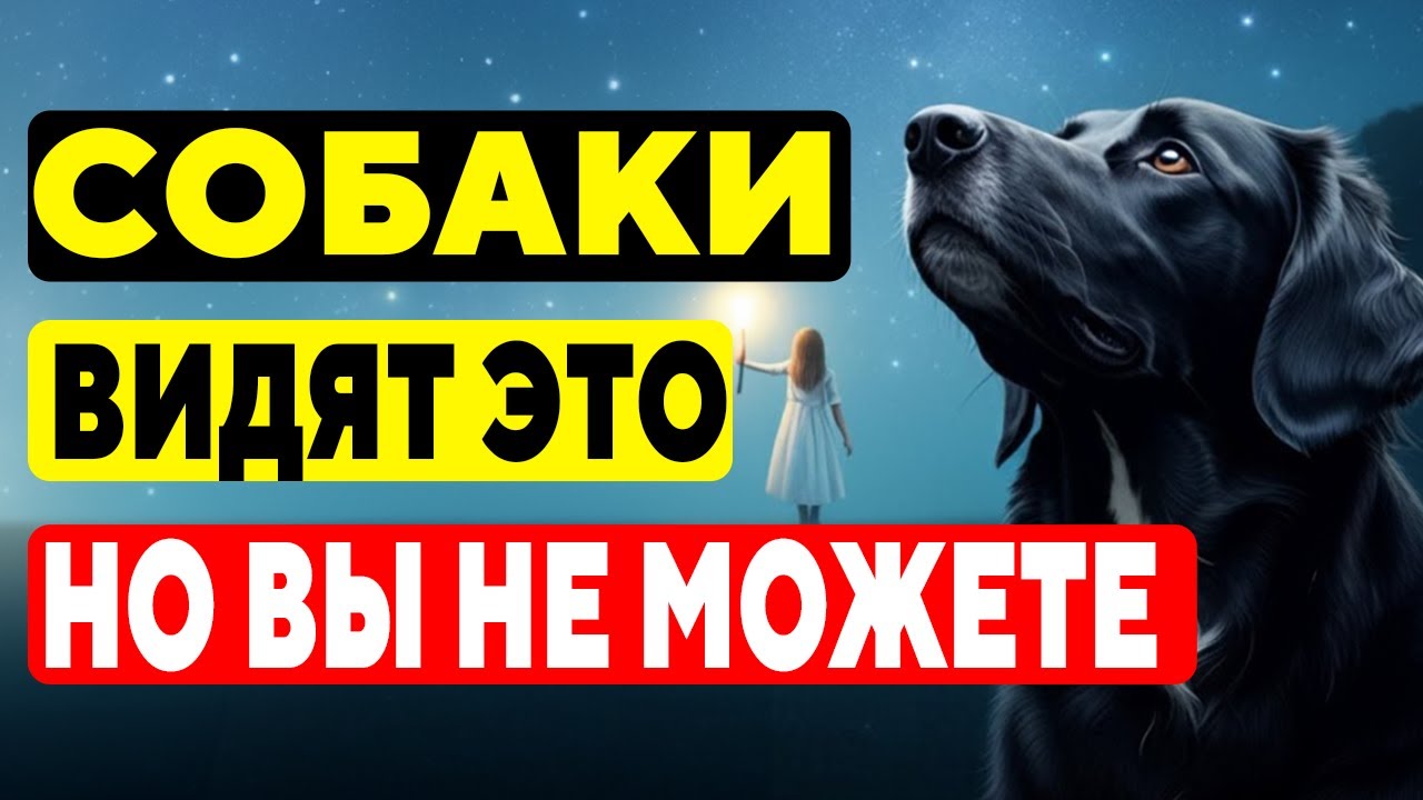 15 Шокирующих Вещей, Которые Видят И Слышат ТОЛЬКО Собаки