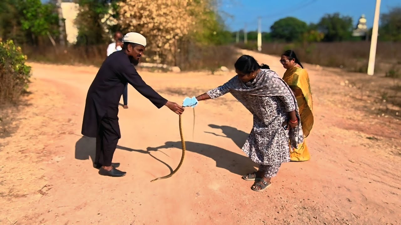 non-venomous snake found in abundance in India.They grow to be about snake rescue