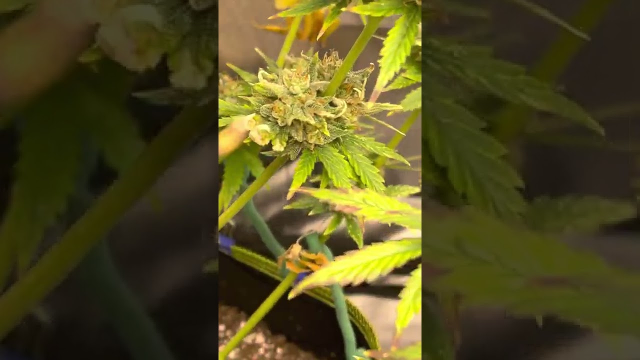 Ethos Chemdawg i95 last look before ✂️
