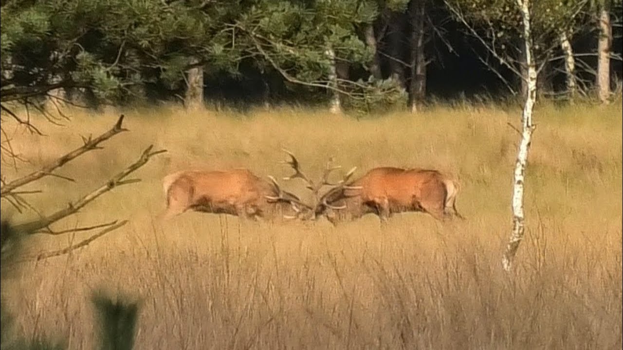 Bronstgevecht edelherten/Red deer fight (Veluwe)