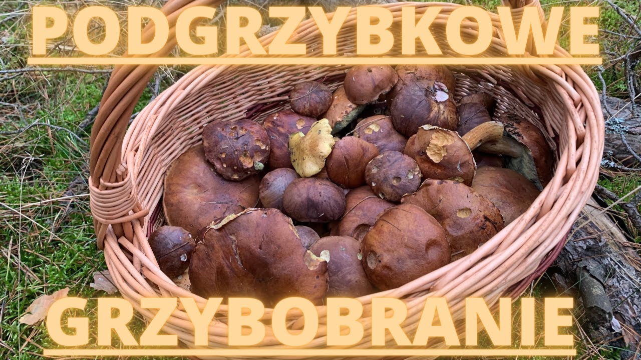 Listopadowe podgrzybki - grzybobranie w Olpuchu // woj. pomorskie 11.11.2020