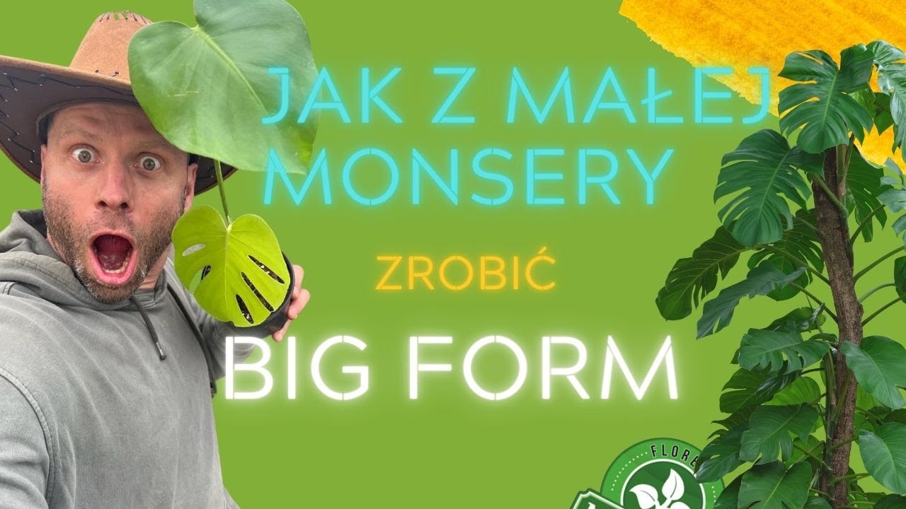 JAK Z MAŁEJ MONSTERY ZROBIĆ BIG FORM🌿Rozmnażanie Variegaty