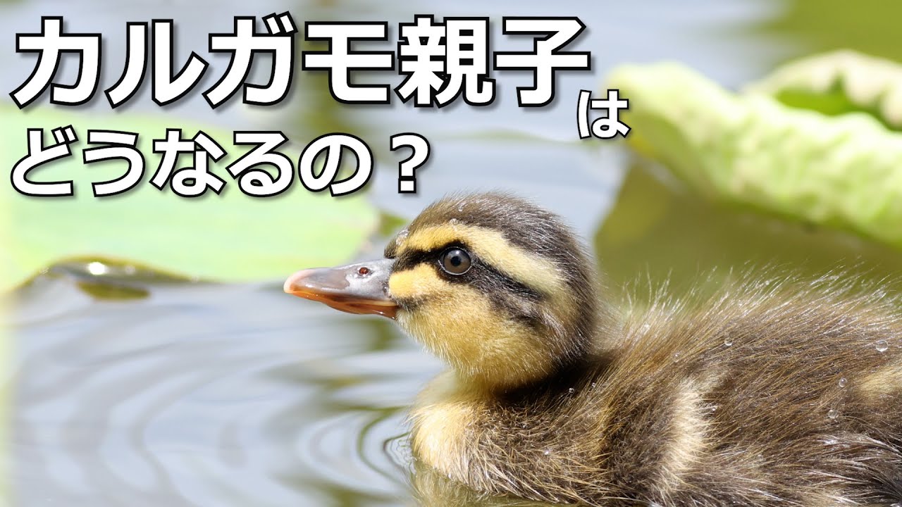 カルガモ親子４週間の観察記録