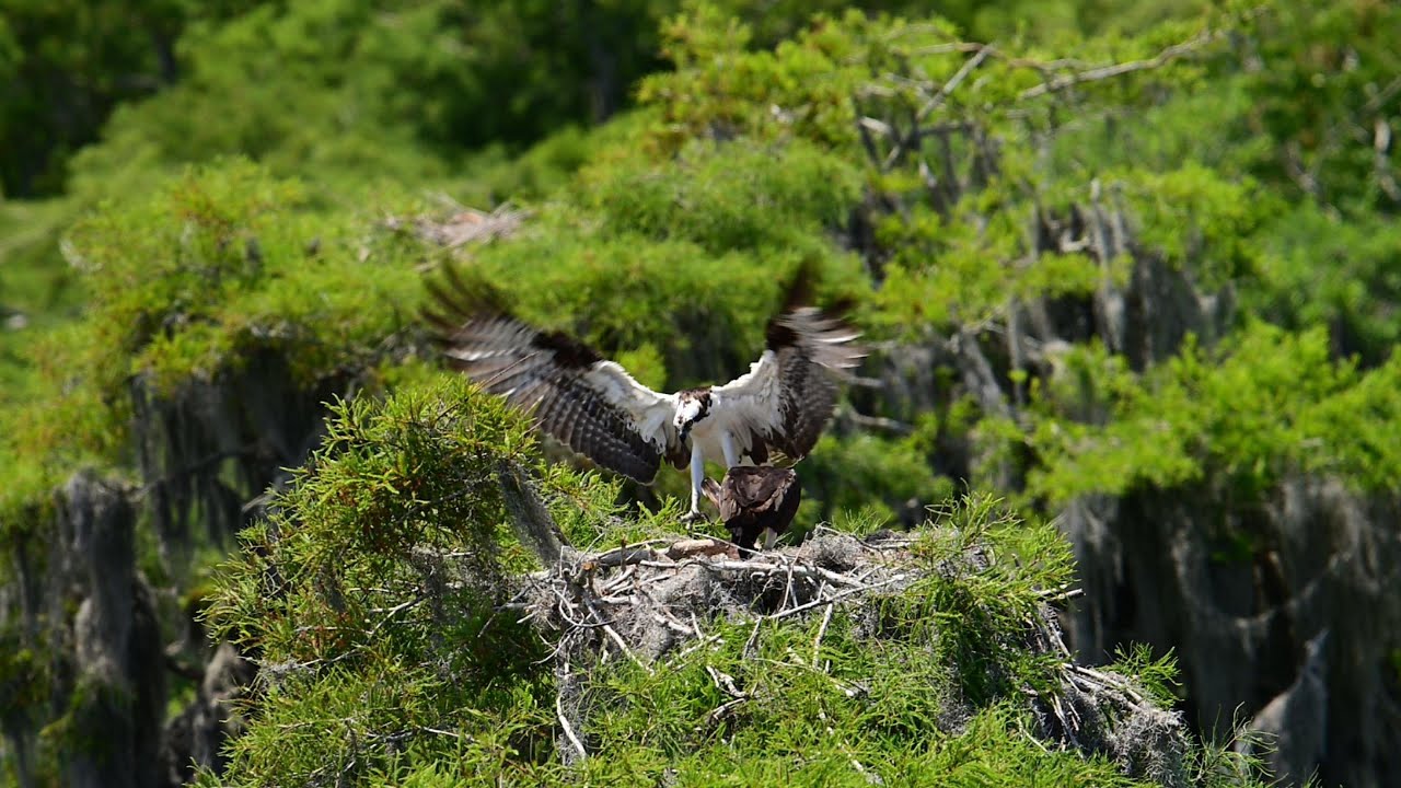 Ospreys at Blue Cypress Lake