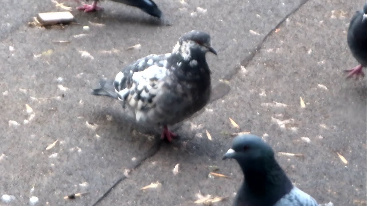 Крапчатая Хромоножка тоже вернулась! (The speckled Dove is back too!)