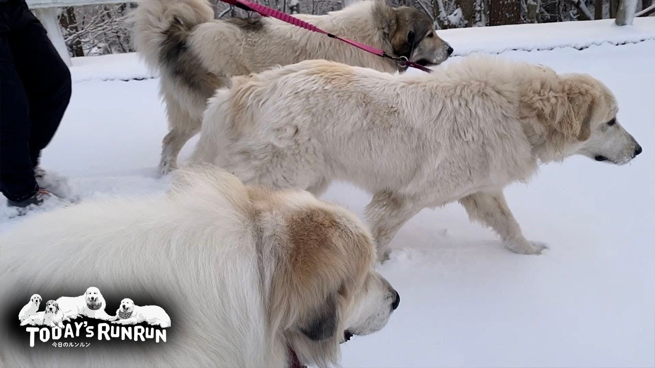 誰も歩いていないまっさらの深雪を楽しんだアランとベルとリリーです　Great Pyrenees　グレートピレニーズ