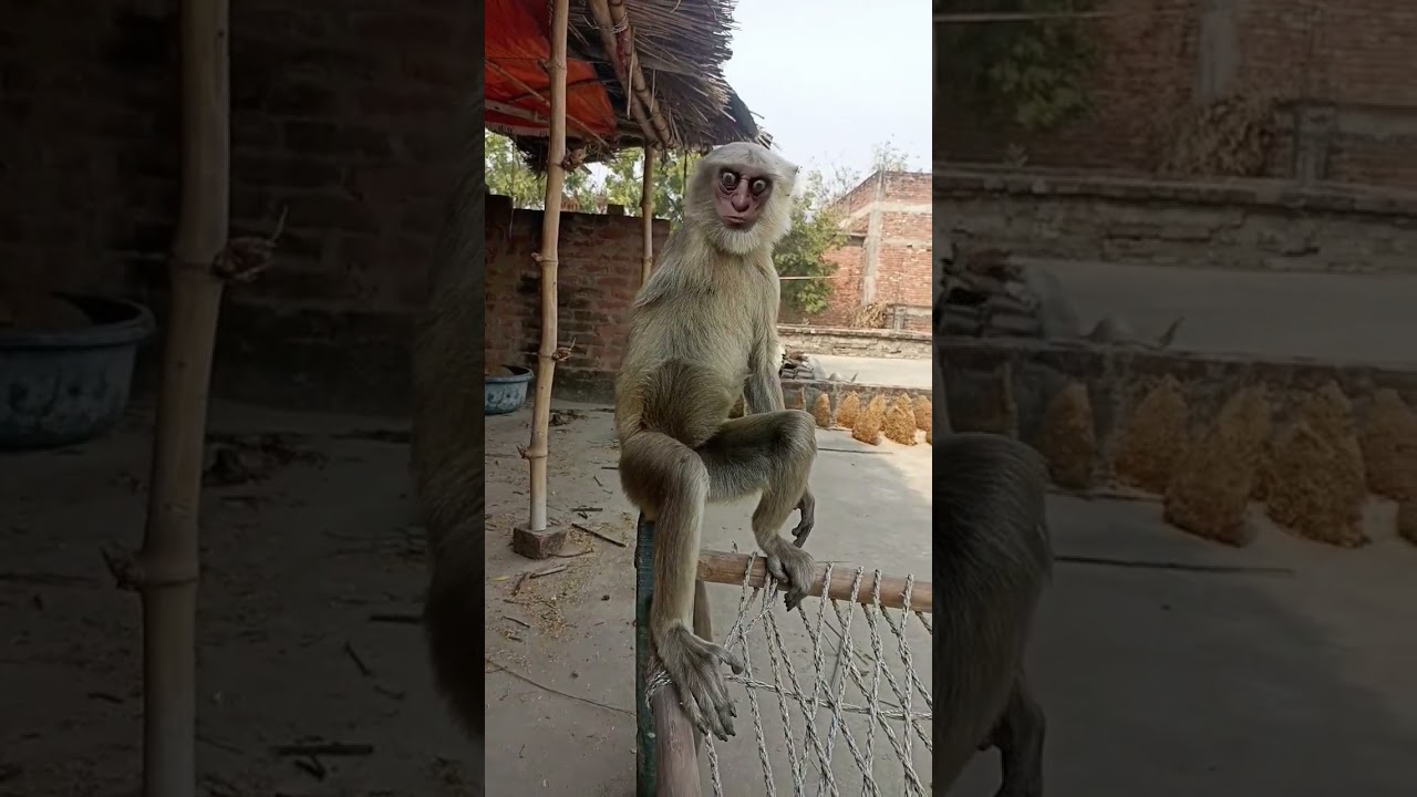 monkeys🐒 #trending #viral #shorts #monkey #bandar #motivation #cartoon #status