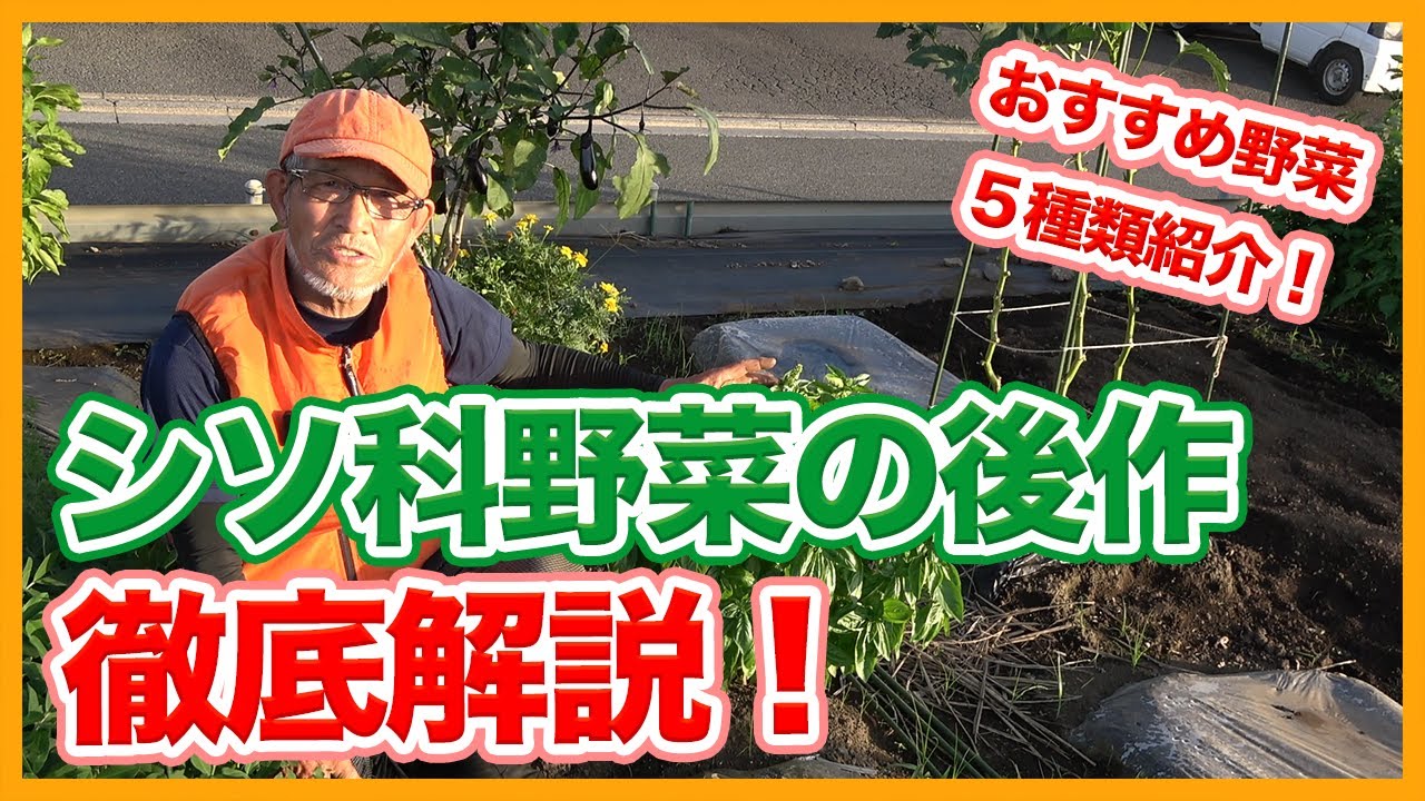 家庭菜園や農園栽培でシソ科野菜の後作とおすすめ野菜５種！シソやバジル栽培の後に植えるおすすめ野菜をご紹介！【農家直伝】/Subsequent crops of labiatae vegetables.