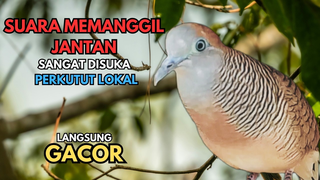 Suara Perkutut Lokal Gacor Paling DISUKAI | Pancingan Semua Burung Perkutut Agar Cepat Nyaut Bunyi