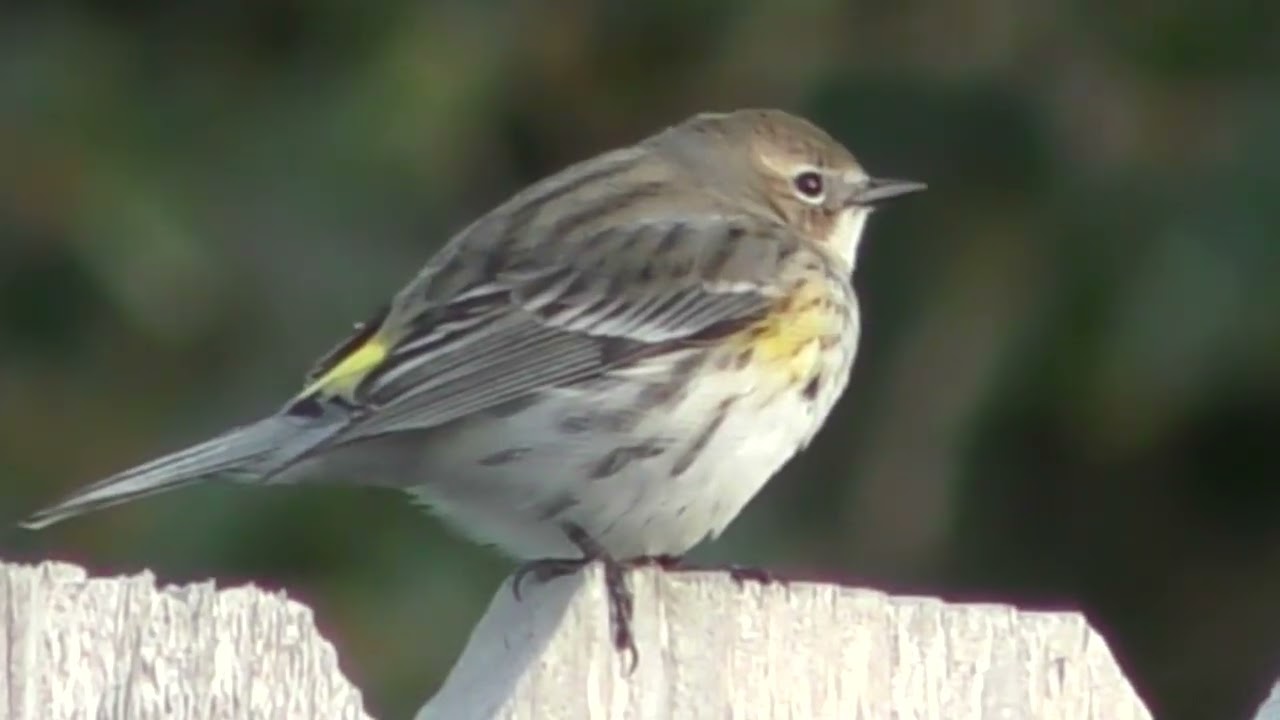 Yellow-rumped Warbler