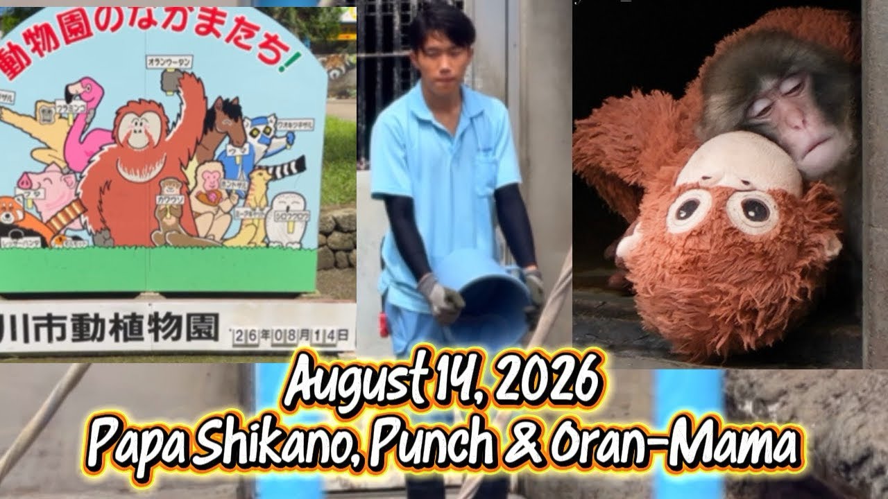 Papa Shikano, Punch and Oran-Mama August 14, 2026 #punch #zookeeper #ichikawa #zoo 