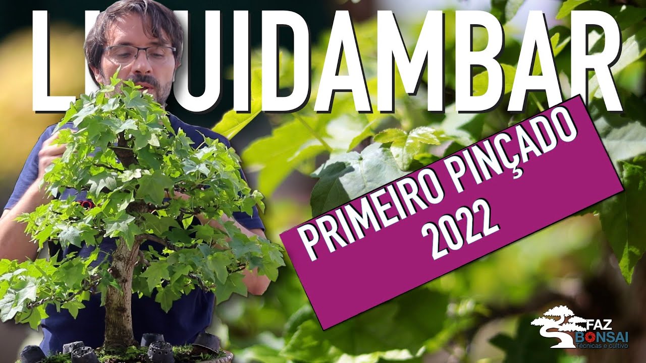 Liquidambar  - Primeiro pinçado do ano 2022