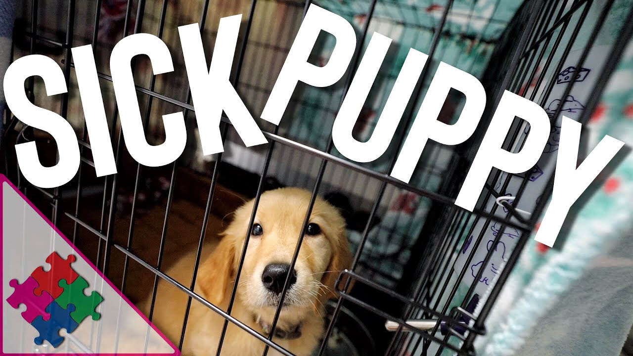 Sick Puppy