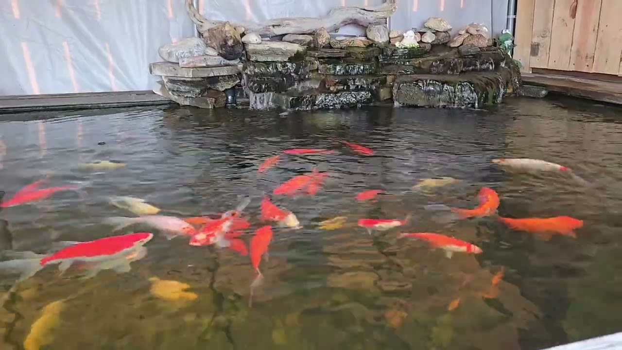 @fishkeeping Alberta Canada 🇨🇦 