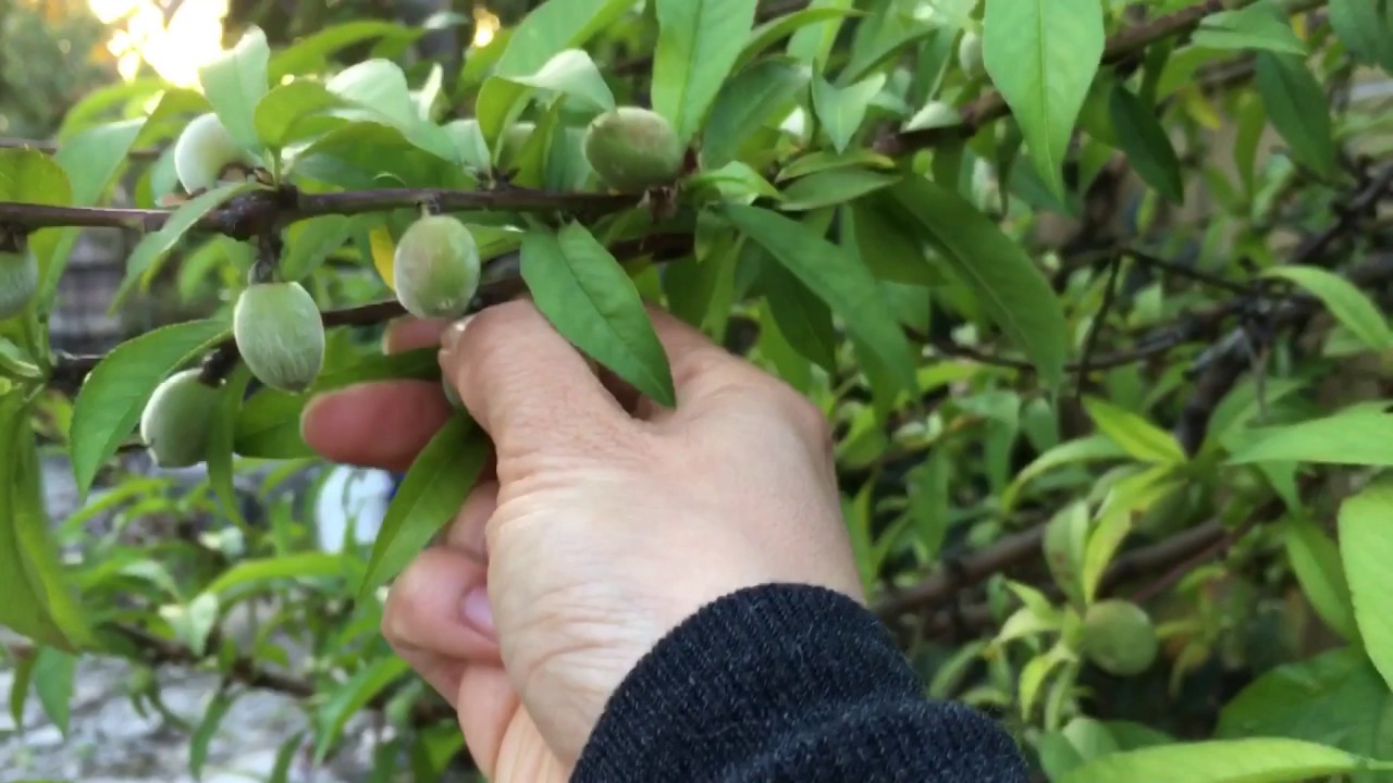 Easy Way To Get Bigger Fruits
