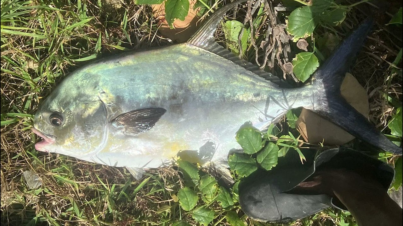Bajan Fish Prickers Season 4 episode 7