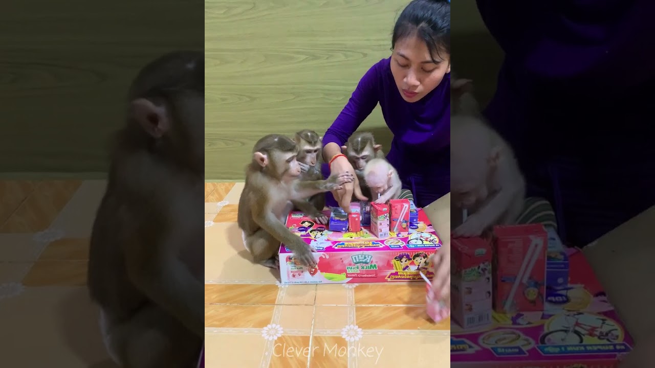Adorable baby monkey feeling lovely that mummy take care and sharing food to eating delicious