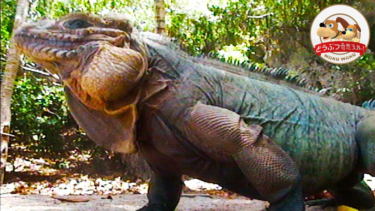 【千石先生が行く】カリブの楽園に潜む奇妙なイグアナを捕獲せよ！オス同士が体を見せつけ合う縄張りバトルも撮影【どうぶつ奇想天外／WAKUWAKU】