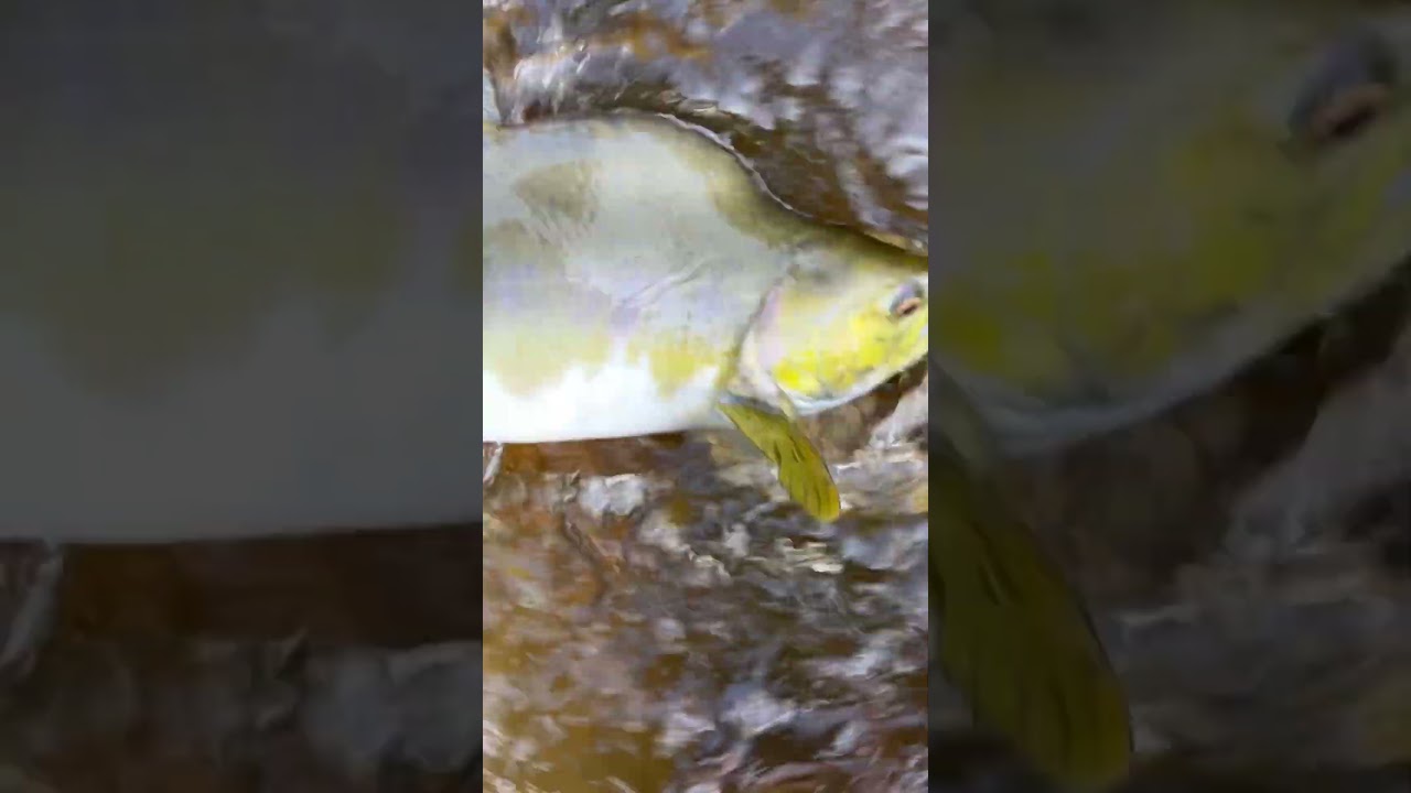Nice male pink salmon release #fishing #salmon #release #salmonrun