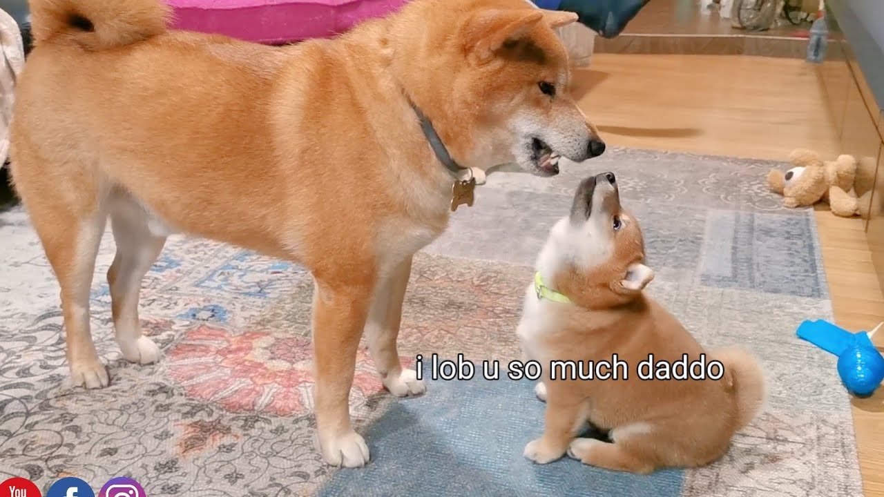 Do You Know When Daddo Play Sneeze He is not Amgery but Omly Playing?