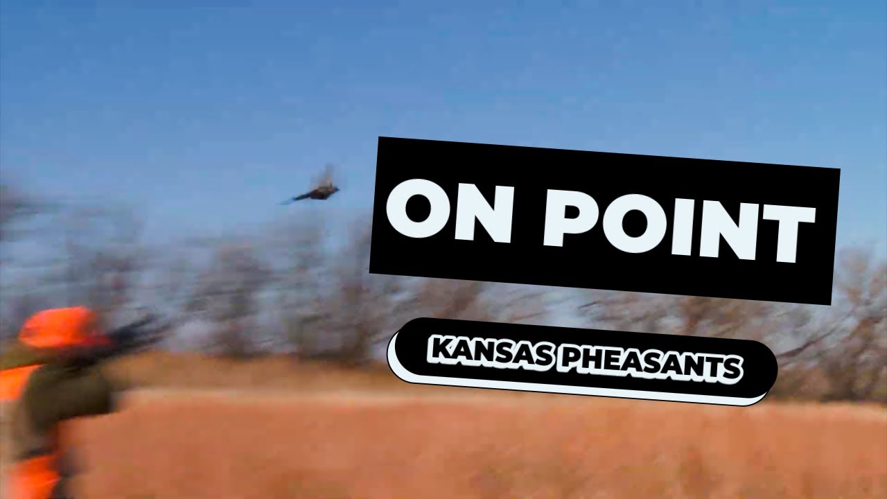 &ldquo;On Point&rdquo; with American Birdhunter | S20 | Big Flushes, Pump Shotguns & Brew's First Pheasant!