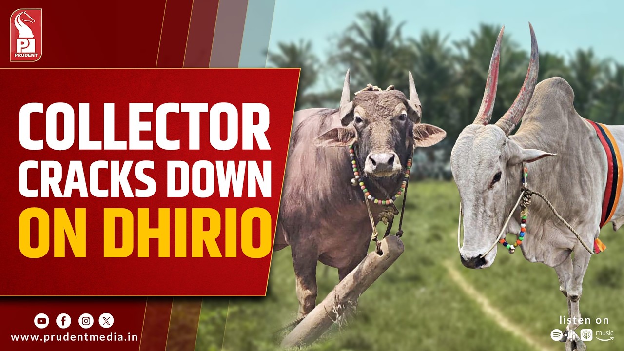 Illegal Bullfights Continue in South Goa; One Shut Down by Collector