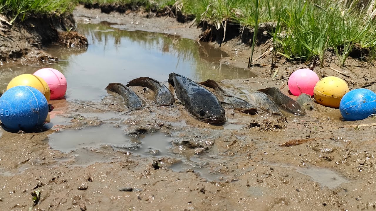 Mencari ikan, ikan hias cupang,ikan lele,ikan gabus,ikan betok dan bola warna warni.