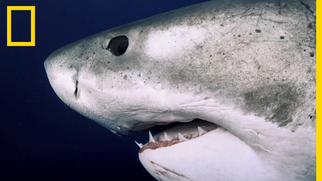 Deep Blue, the world's largest great white shark finally found?