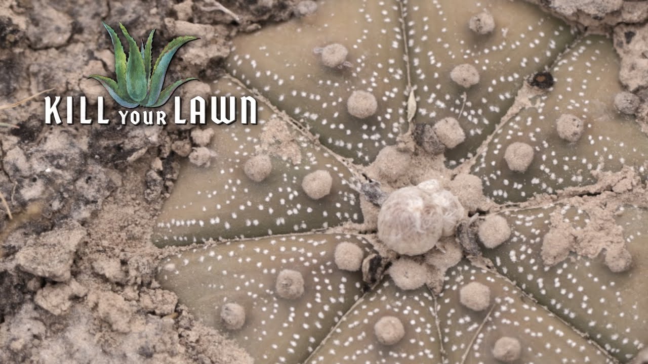 My Eyes Are Down Here, A$%@#!$ | Kill Your Lawn | EarthX