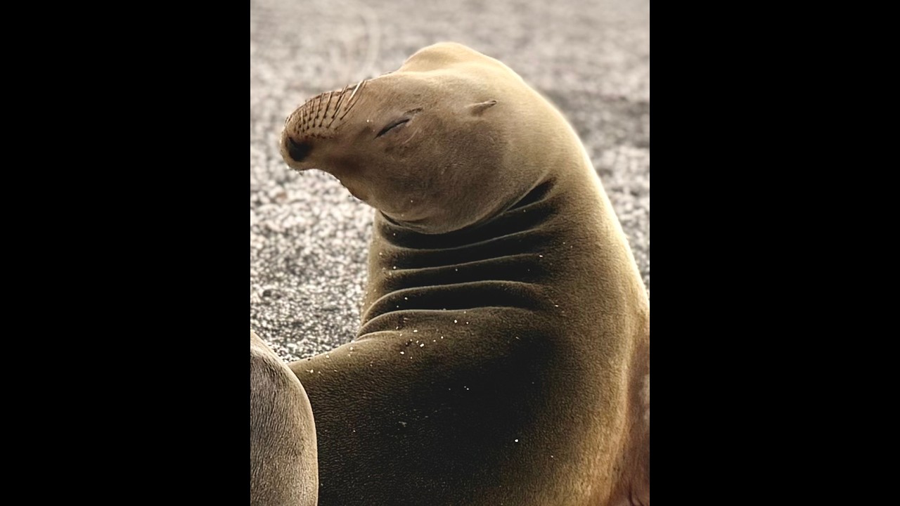 National Geographic, Lindblad Galapagos Expedition, Islander II, January 2026