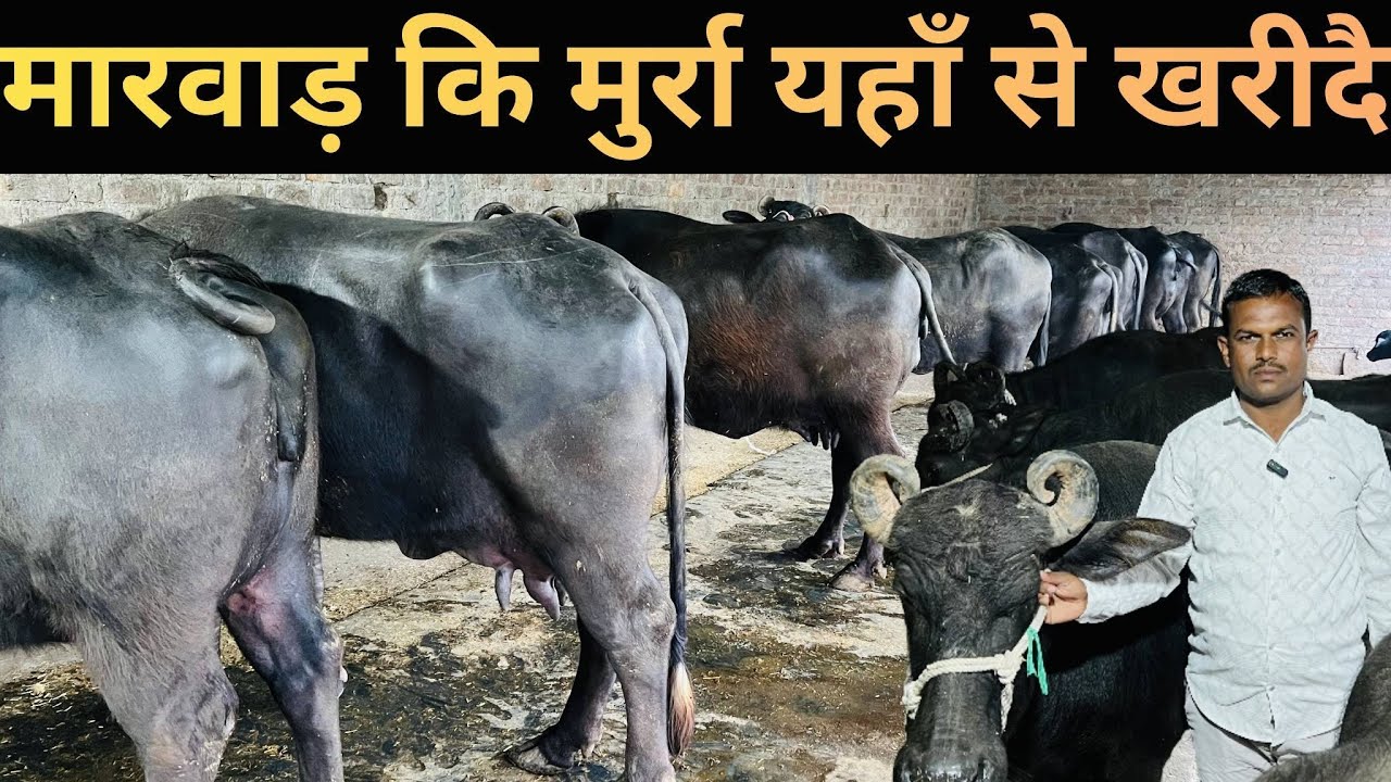 मारवाड़ कि 💯 मुर्रा यहां से खरीदे #dairysolutionbysatish #dairybusiness#baffalo #cow #डेरी 