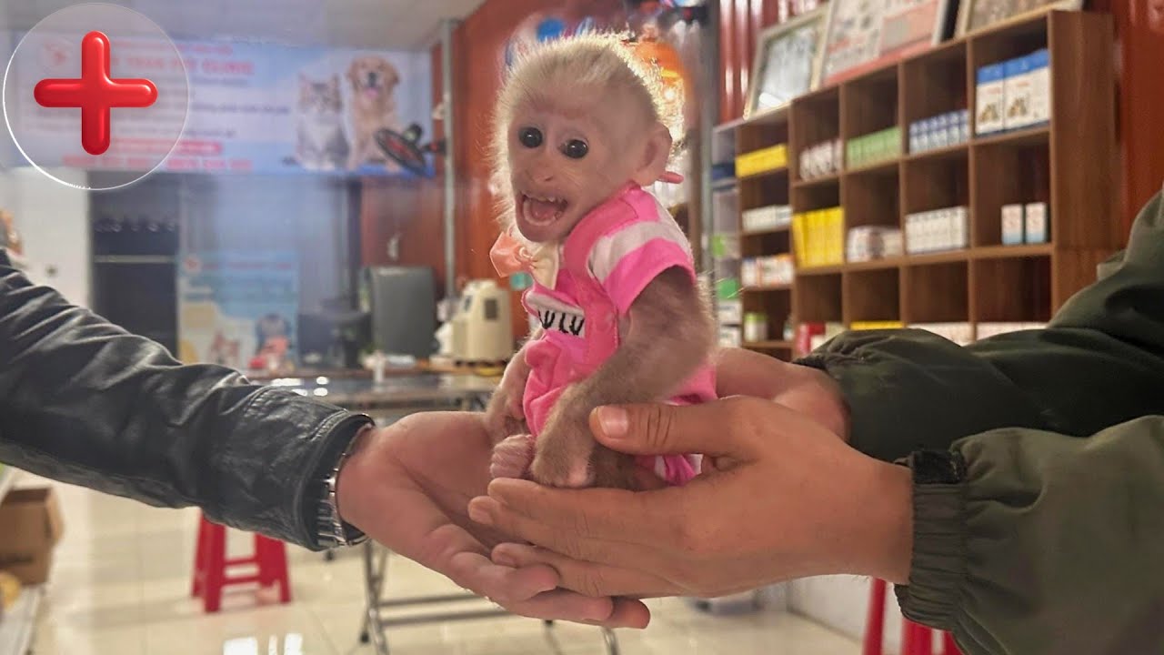 Baby Monkey Lulu Goes for a Checkup at the Vet Hospital.