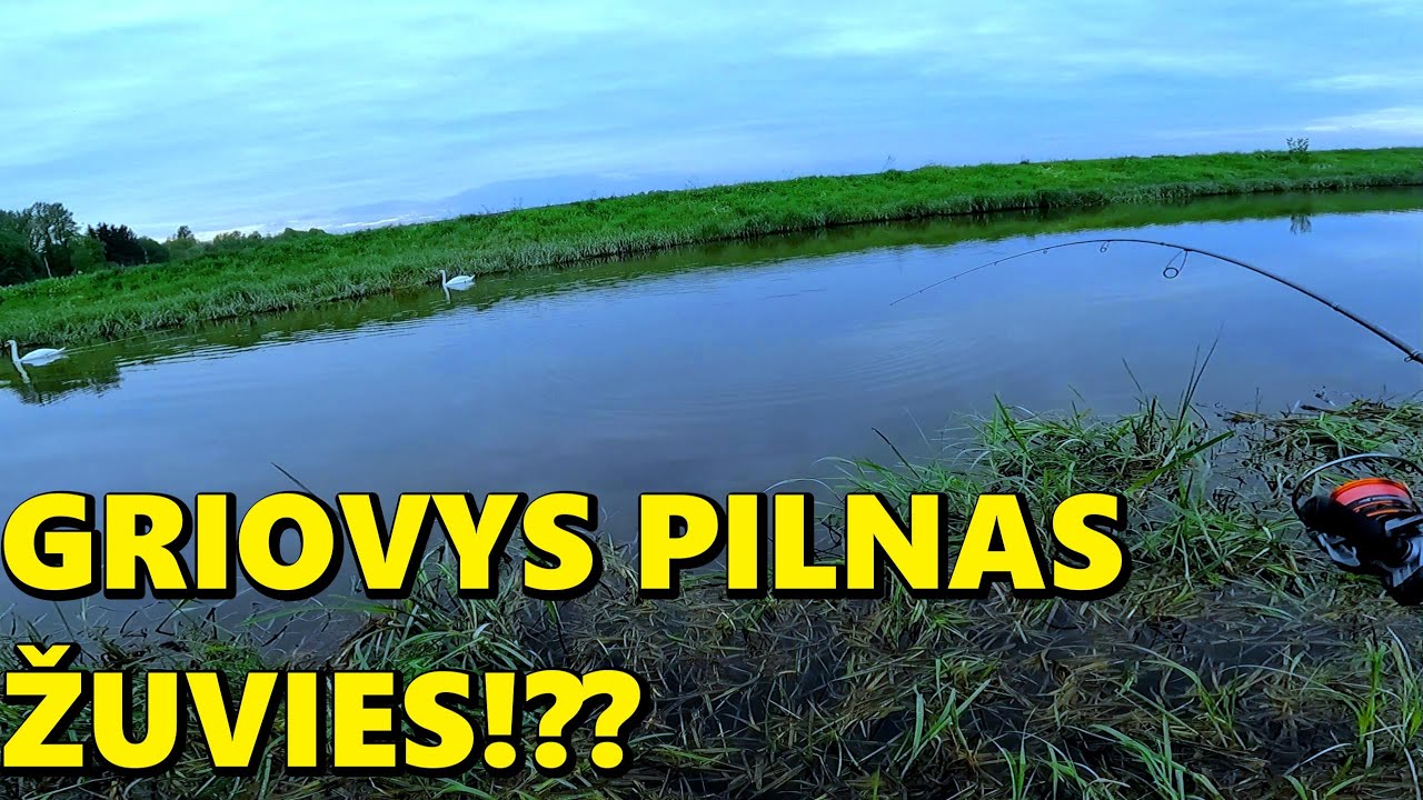 IŠ KUR TOKIAME GRIOVYJE TIEK ŽUVIES??? AVIŽADREBIO ROJUS!