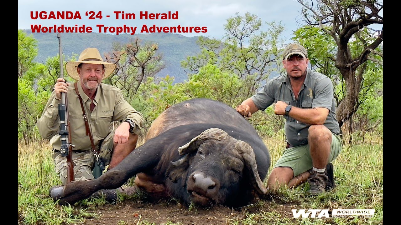 Uganda Safari Hunt 2024 8 Buffalo - 2 Scrum Caps with Tim Herald and Worldwide Trophy Adventures