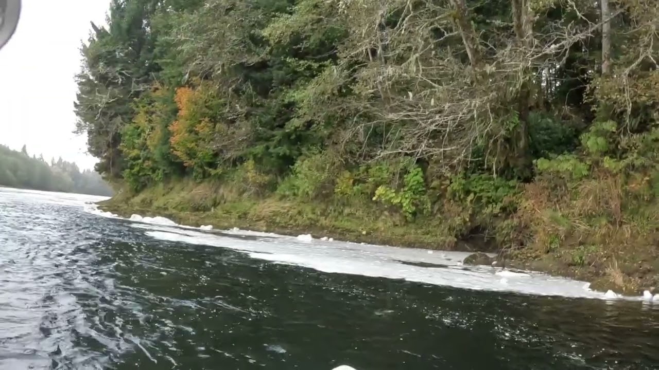 Big coho