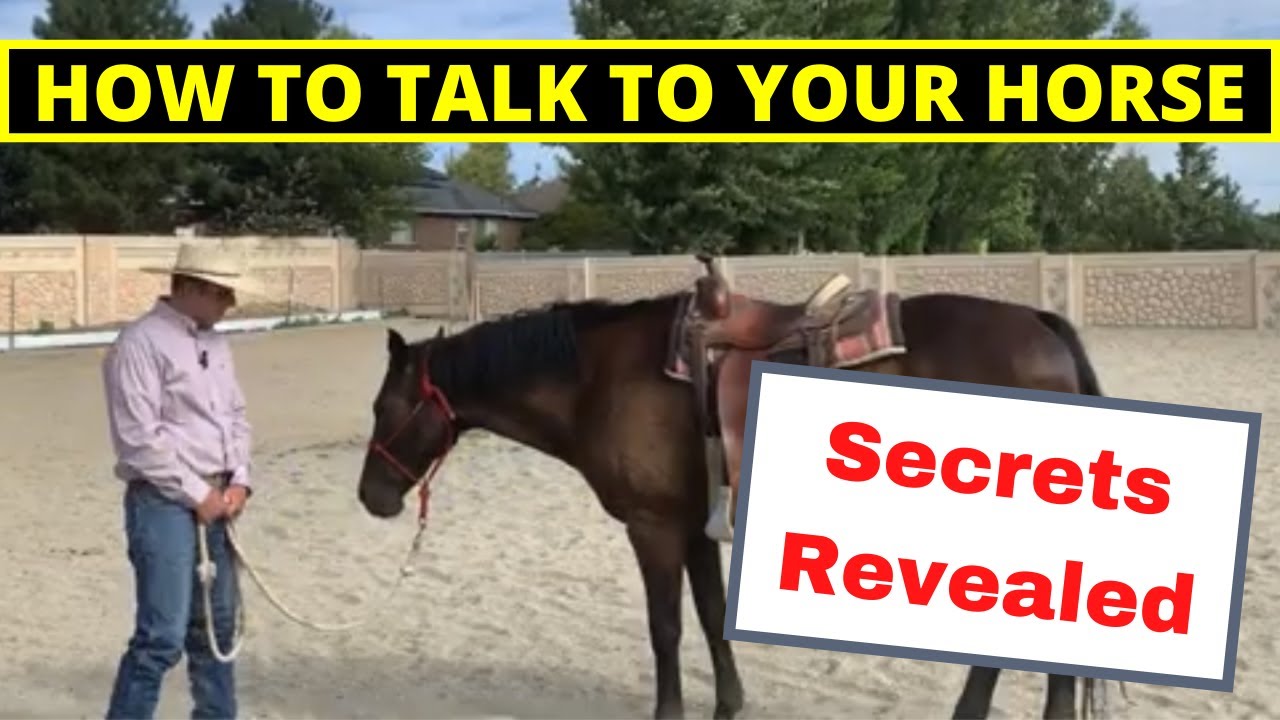 How to talk to your horse - Secrets Revealed