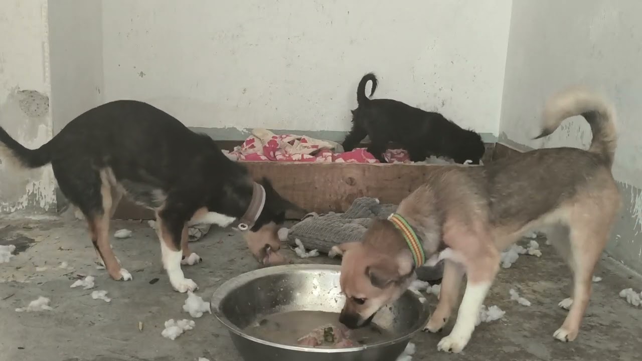 拆拆拆专家#狗狗的心思都写在脸上了 #狗狗日常