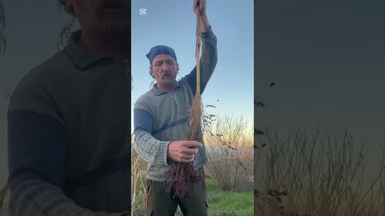 SAGGINA...Un'antica pianta che ancora coltivo.