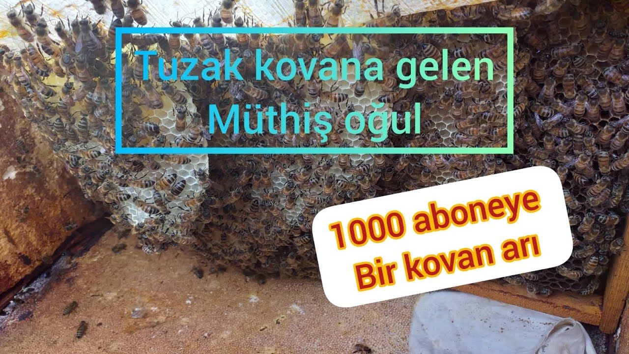 Tuzak kovana gelen müthiş oğul